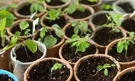 10 Medicinal Seeds You Should Start This Winter