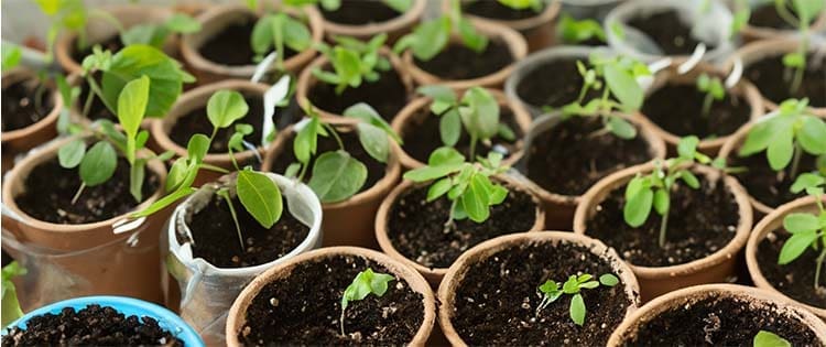 10 Medicinal Seeds You Should Start This Winter