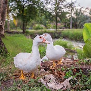 Read This Before Getting Ducks