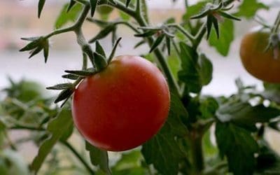 How To Grow Tomatoes Indoors