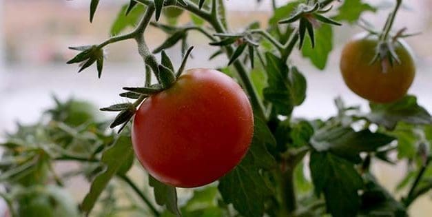 How To Grow Tomatoes Indoors