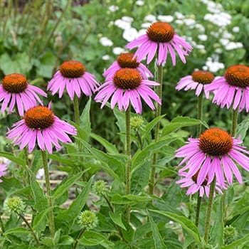 Natural Remedies From The Amish - Echinacea