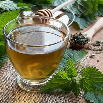 Natural Remedies From The Amish - Nettle