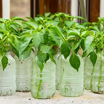 Plants You Can Grow In Water Bottles