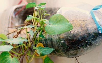 Plants You Can Grow In Water Bottles