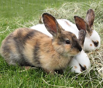 What Livestock My Grandparents Raised During The Great Depression