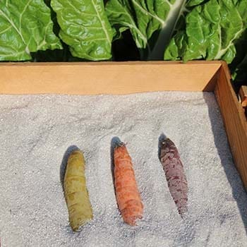 Why You Should Bury Your Vegetables In Sand