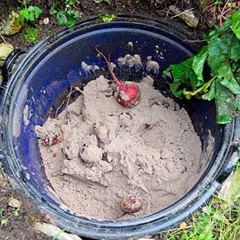 Why You Should Bury Your Vegetables In Sand