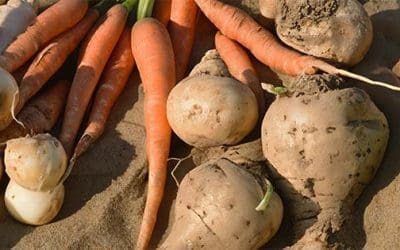 Why You Should Bury Your Vegetables In Sand