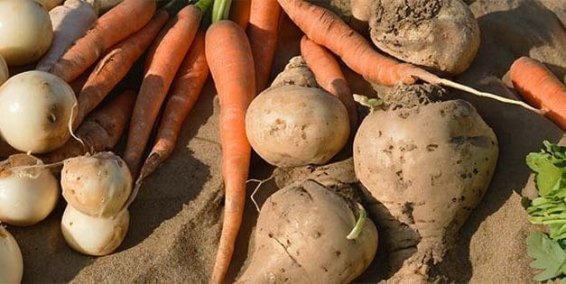 Why You Should Bury Your Vegetables In Sand