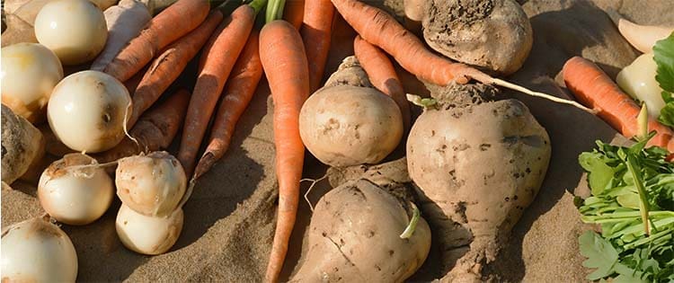 Why You Should Bury Your Vegetables In Sand