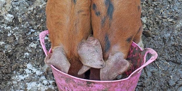 10 Things To Never Feed Your Pigs