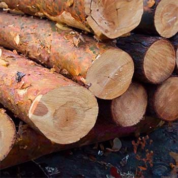 12 Types of Wood You Should Never Burn