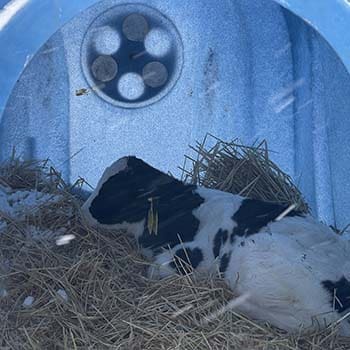 Livestock In Winter: Mistakes Even The Most Advanced Homesteaders Make