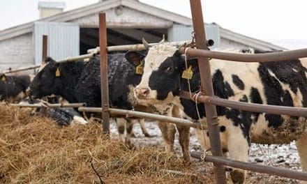 Livestock In Winter: Mistakes Even The Most Advanced Homesteaders Make