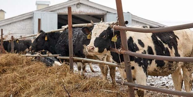 Livestock In Winter: Mistakes Even The Most Advanced Homesteaders Make