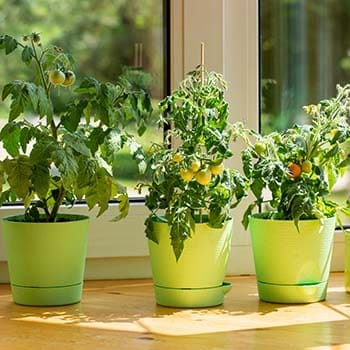 Read This Before Starting An Indoor Garden