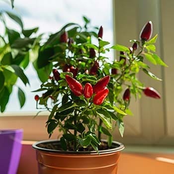 Read This Before Starting An Indoor Garden