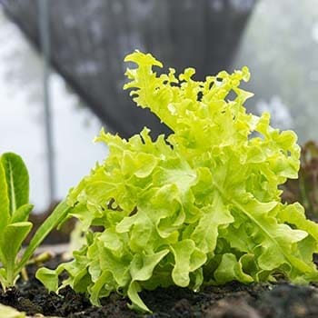 Vegetables You Can Grow In Your Attic