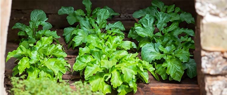 Vegetables You Can Grow In Your Attic