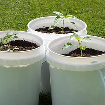 25 Crops You Can Grow In Buckets All Year Round