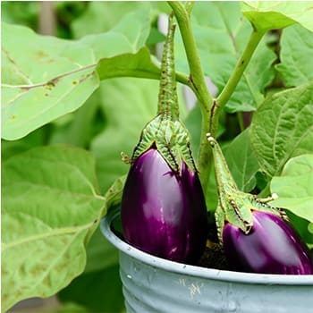 best crops to grow in buckets - eggplants