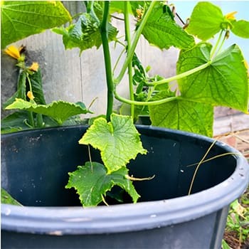 best crops to grow in buckets - cucumbers