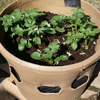 best crops to grow in buckets - spinach