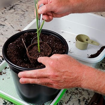 best crops to grow in buckets - garlic