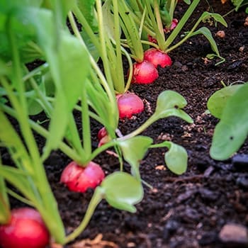 best crops to grow in buckets - radishes