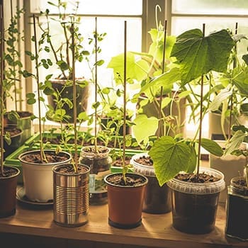 6 DIY Projects to Protect Your Plants From Frost