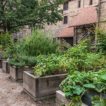 medicinal plant emergency garden