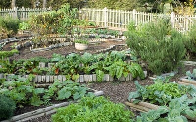 How To Grow An Emergency Garden