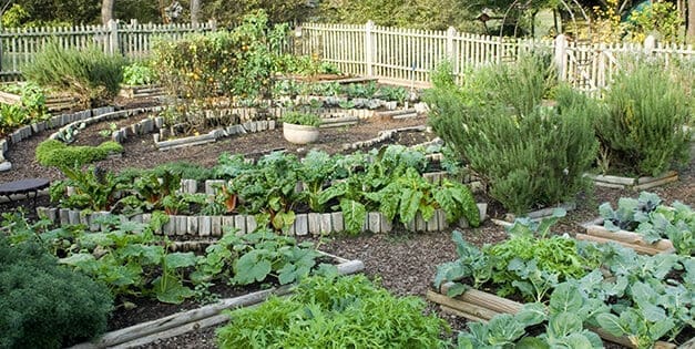 How To Grow An Emergency Garden