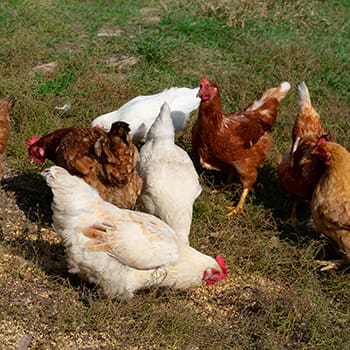 Low Maintenance Animals for Your Homestead