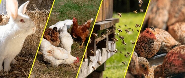 Low Maintenance Animals for Your Homestead