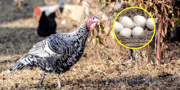 Why We Don’t Eat Turkey Eggs