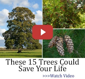 These Trees