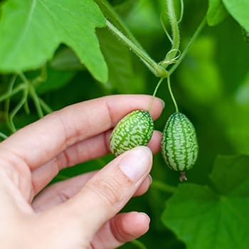 Cucamelon