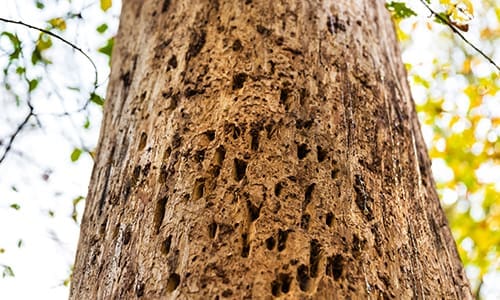 How To Tell A Dead Tree From A Healthy One