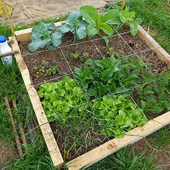 Square Foot Gardening 101