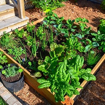 Square Foot Gardening 101