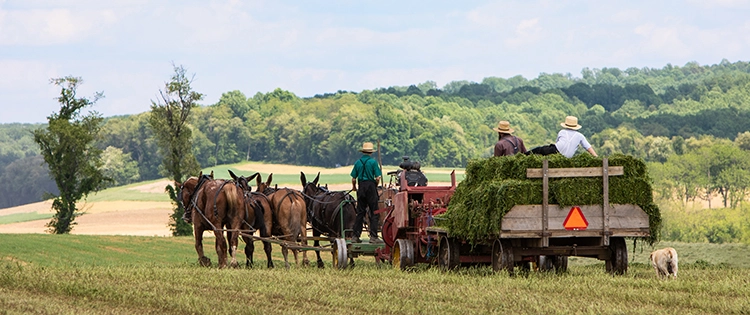 Survival Skills You Should Learn From The Amish