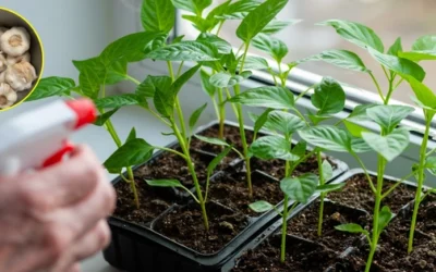 What Happens If You Spray Garlic On Your Plants