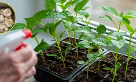 What Happens If You Spray Garlic On Your Plants