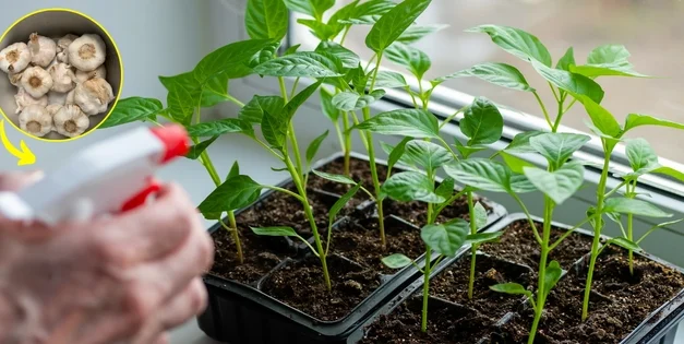 What Happens If You Spray Garlic On Your Plants