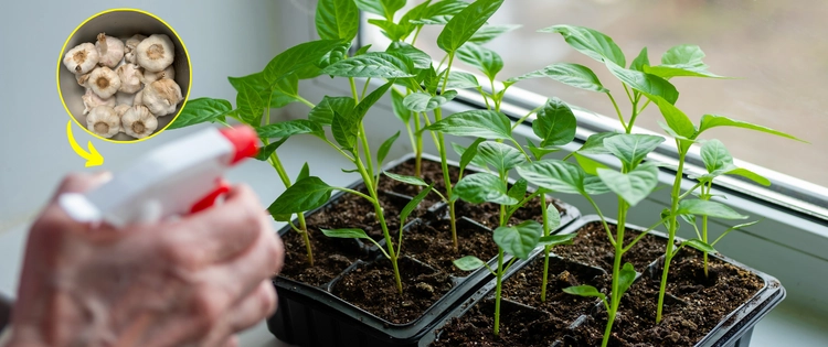What Happens If You Spray Garlic On Your Plants
