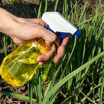 What Happens If You Spray Garlic On Your Plants