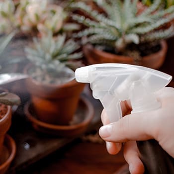 What Happens If You Spray Garlic On Your Plants