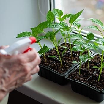 What Happens If You Spray Garlic On Your Plants